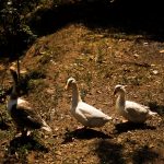 IMG_8880